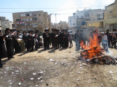 האדמו"ר מפיטסבורג בברכת האילנות בחול המועד. צילום: ש. וייסנשטרן