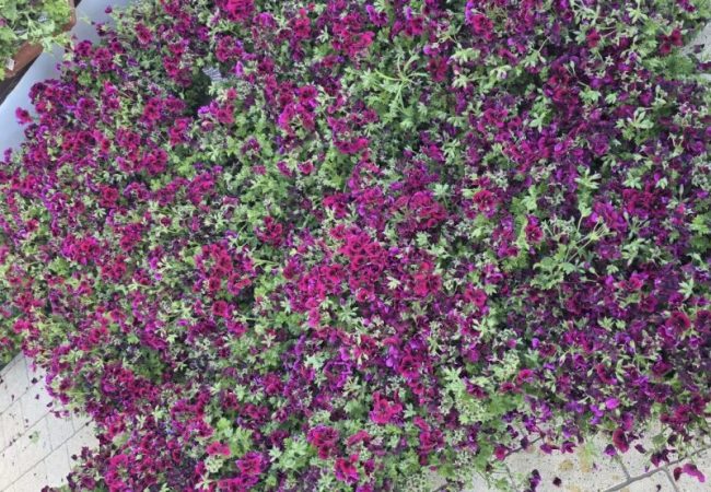 2b61b7f2-a5f5-4654-847e-4c1cc8d969c4