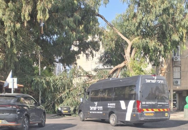 עץ ענק שקרס בלב רובע ו׳