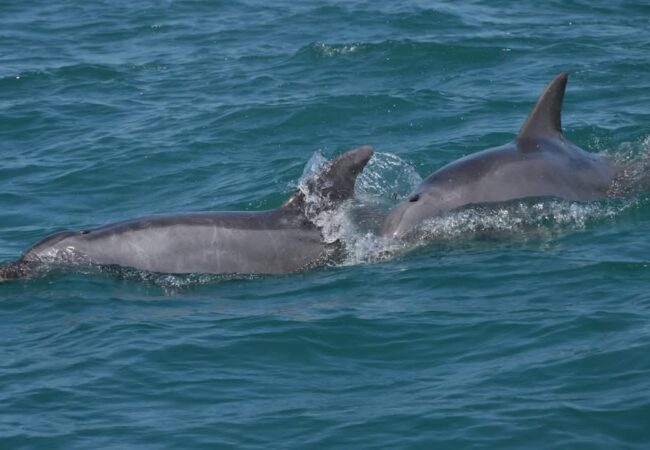 IMG-20250420-WA0045