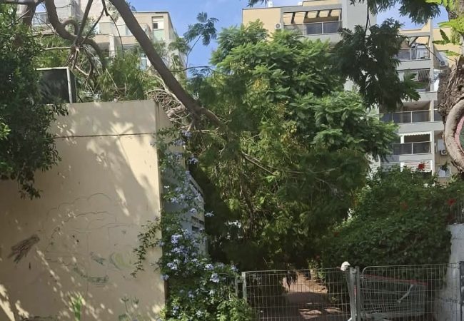 עץ שקרס בחצר גן הילדים באשדוד