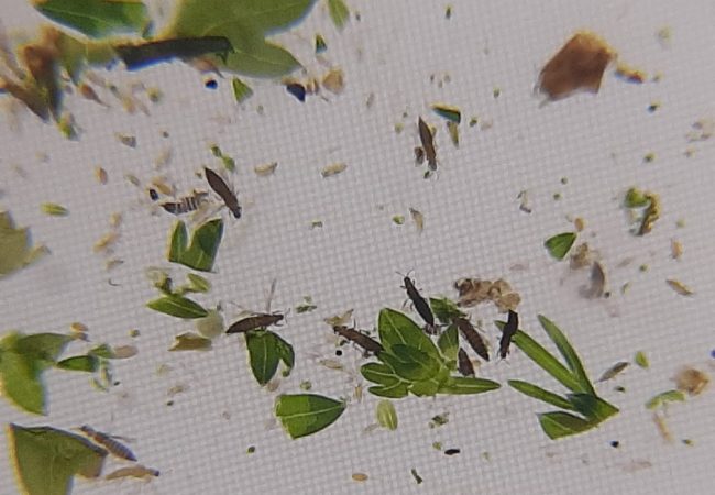 החרקים שהתגלו בירקות. צילום: המועצה הדתית אשדוד